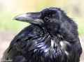 Ворон фото (Corvus corax) - изображение №2068 onbird.ru.<br>Источник: sdakotabirds.com